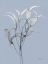 Picture of SKYWAY OLEANDER BUSH