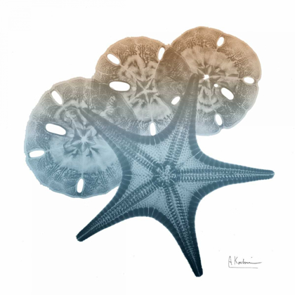 Picture of STEEL HUES STARFISH AND SAND DOLLAR