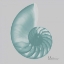 Picture of AQUIFER SEA SHELL