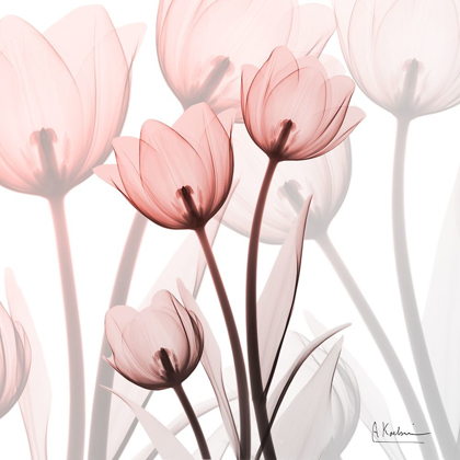 Picture of BLUSH LUSTER TULIPS