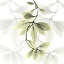 Picture of OVERCOMING HOYA CARNOSA