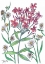 Picture of SUMMER PHLOX