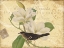 Picture of BIRD MAGNOLIA