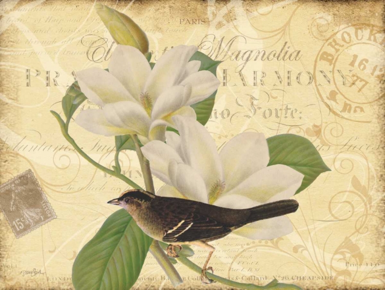 Picture of BIRD MAGNOLIA