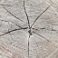 Picture of TREE RINGS