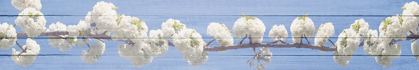 Picture of WHITE BLOSSOMS