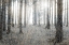 Picture of FOREST DREAM