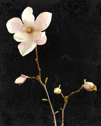 Picture of MAGNOLIA ON BLACK 1