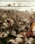 Picture of COTTON FIELD 2