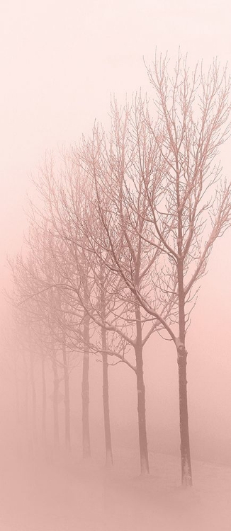 Picture of PINKEST DAWN 1
