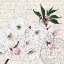 Picture of CHERRY BLOSSOM 3