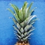 Picture of PINEAPPLE BLUE 1