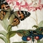 Picture of BUTTERFLY WORLD 1