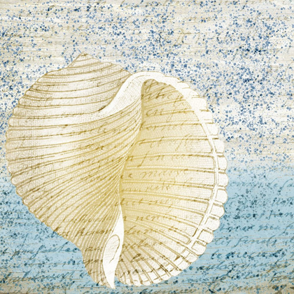 Picture of SPOTTED SHELL 1