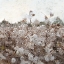 Picture of COTTON FIELD 2