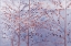 Picture of LAVENDER MOMENTS