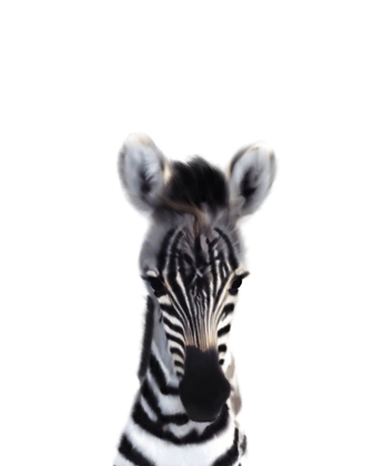 Picture of BABY ZEBRA