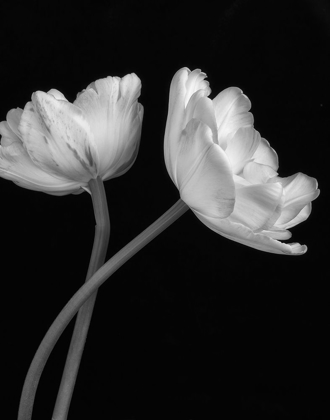 Picture of BLACK AND WHITE ROSES 3