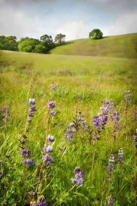 Picture of WILDFLOWER HILL 3