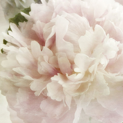 Picture of PEONY 1