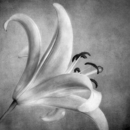 Picture of BLACK AND WHITE LILY 5