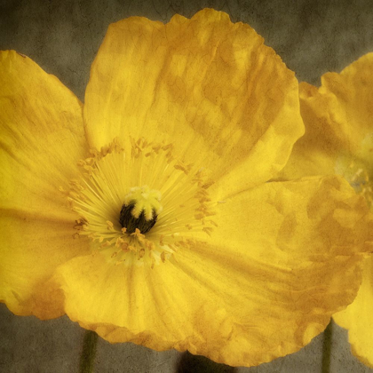 Picture of YELLOW POPPY 1