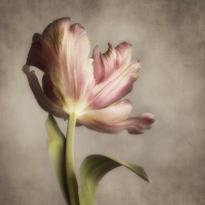 Picture of PINK TULIP 1