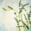 Picture of LAVENDER 2