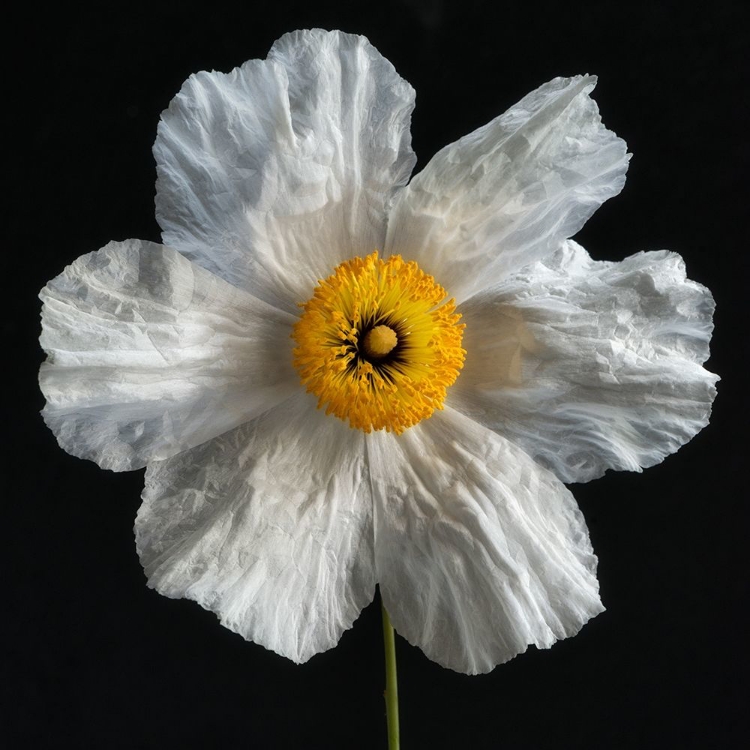 Picture of MATILIJA POPPY