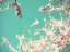 Picture of APPLE SKY