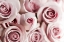 Picture of ROSA DAFYDAL