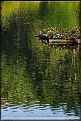 Picture of A FLOATING GARDEN