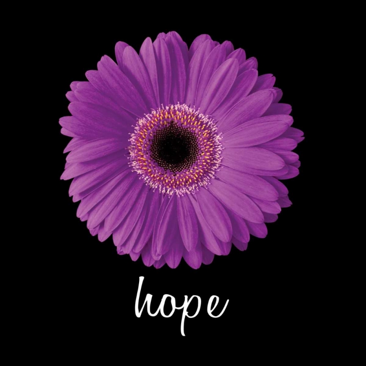 Picture of HOPE DAISY