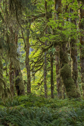 Picture of QUINAULT RAINFOREST I