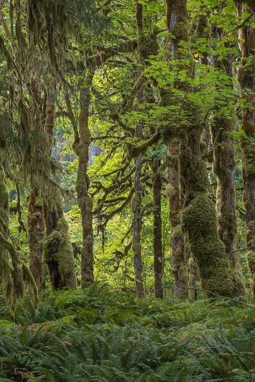 Picture of QUINAULT RAINFOREST I