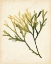 Picture of WATERCOLOR SEA GRASS V