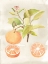 Picture of WATERCOLOR FRUIT V