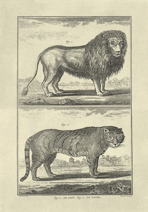 Picture of LION AND TIGER