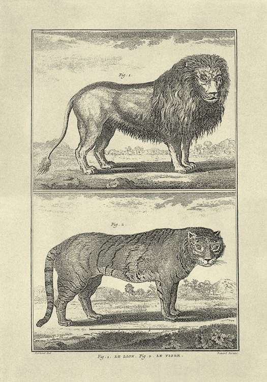 Picture of LION AND TIGER