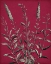 Picture of VIVID CHINTZ V