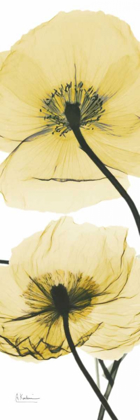 Picture of ICELAND POPPY YELLOW
