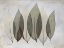 Picture of COCULUS LEAF L348