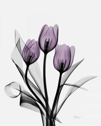 Picture of THREE PURPLE TULIPS H14