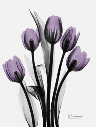 Picture of FIVE TULIPS IN PURPLE