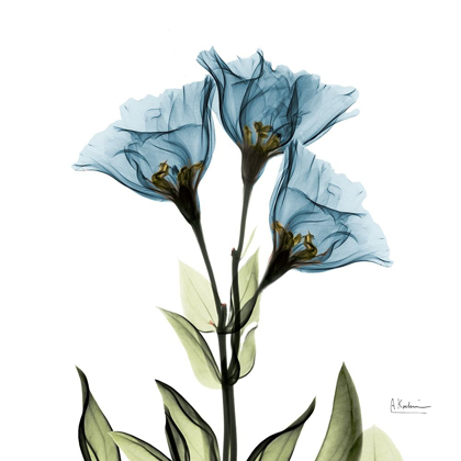 Picture of GENTIAN AZURE L301