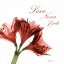 Picture of AMARYLLIS QUOTE