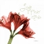 Picture of AMARYLLIS LOVE