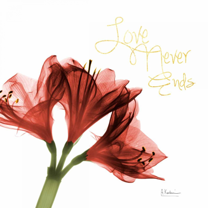 Picture of AMARYLLIS ENDLESS LOVE