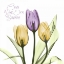 Picture of PURPLE SUNSHINE TULIPS