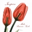 Picture of INSPIRE TULIPS